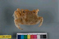 藏品(白紋方蟹)的圖片